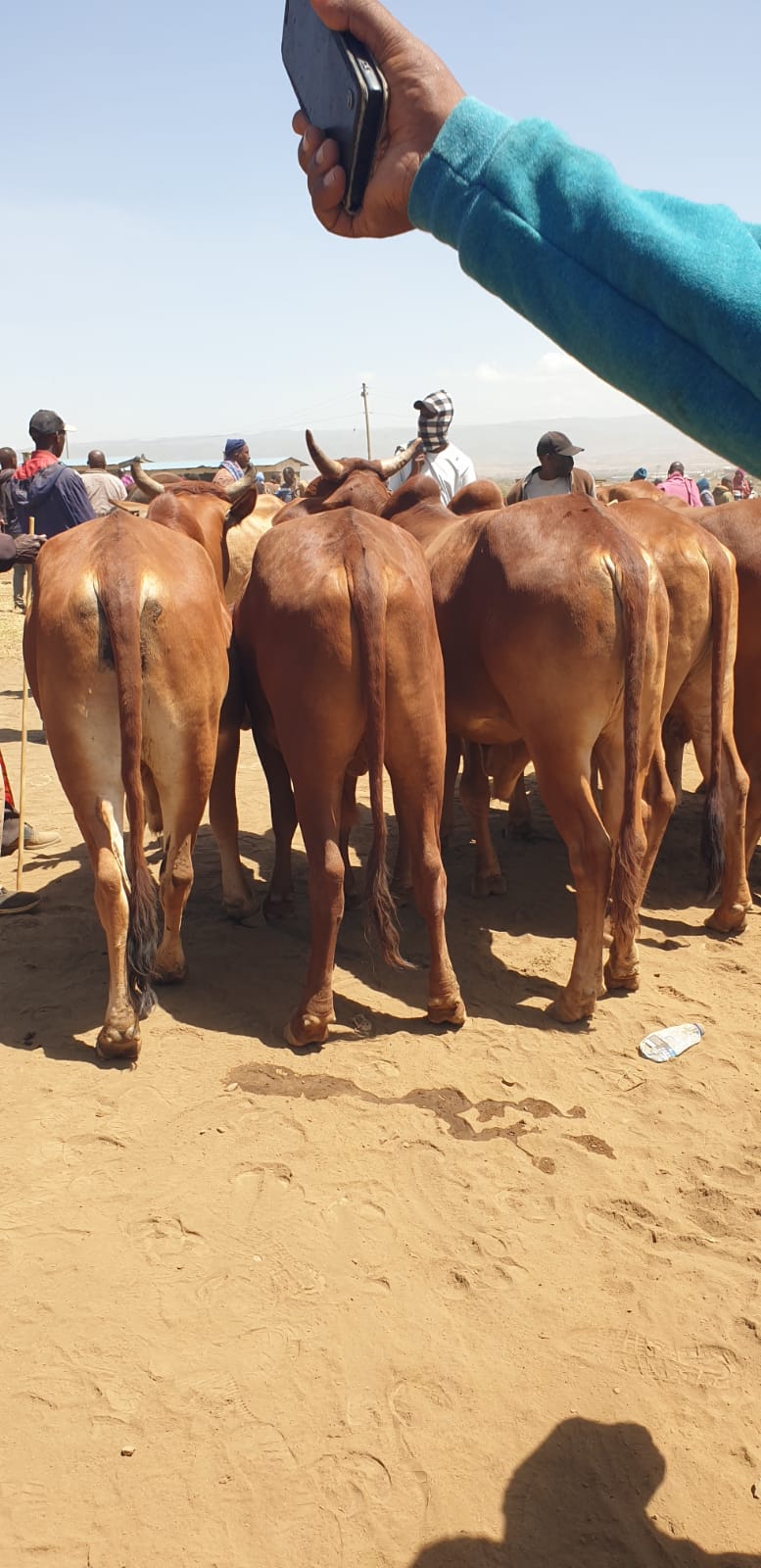 Cow Sales